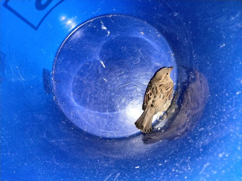 Animal Removal Watervilet