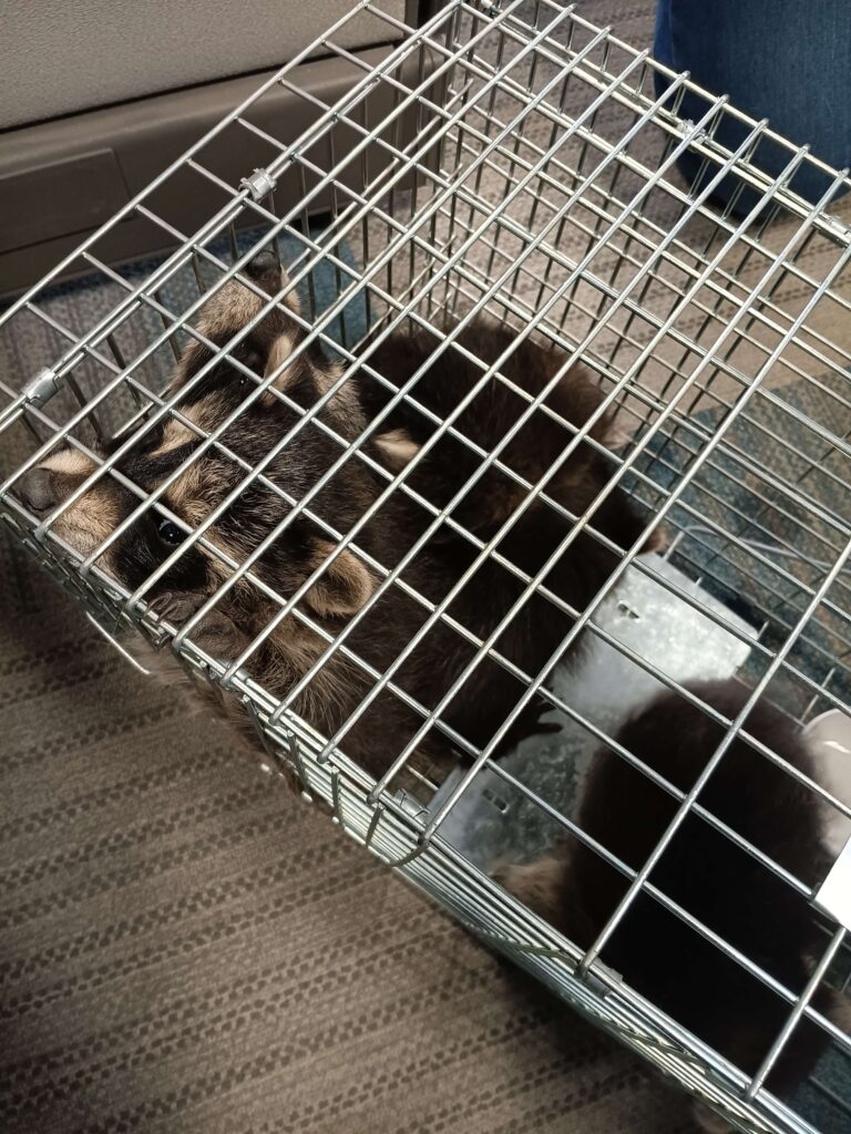 Animal Removal Watervilet