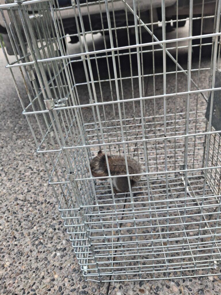 Animal Removal Watervilet